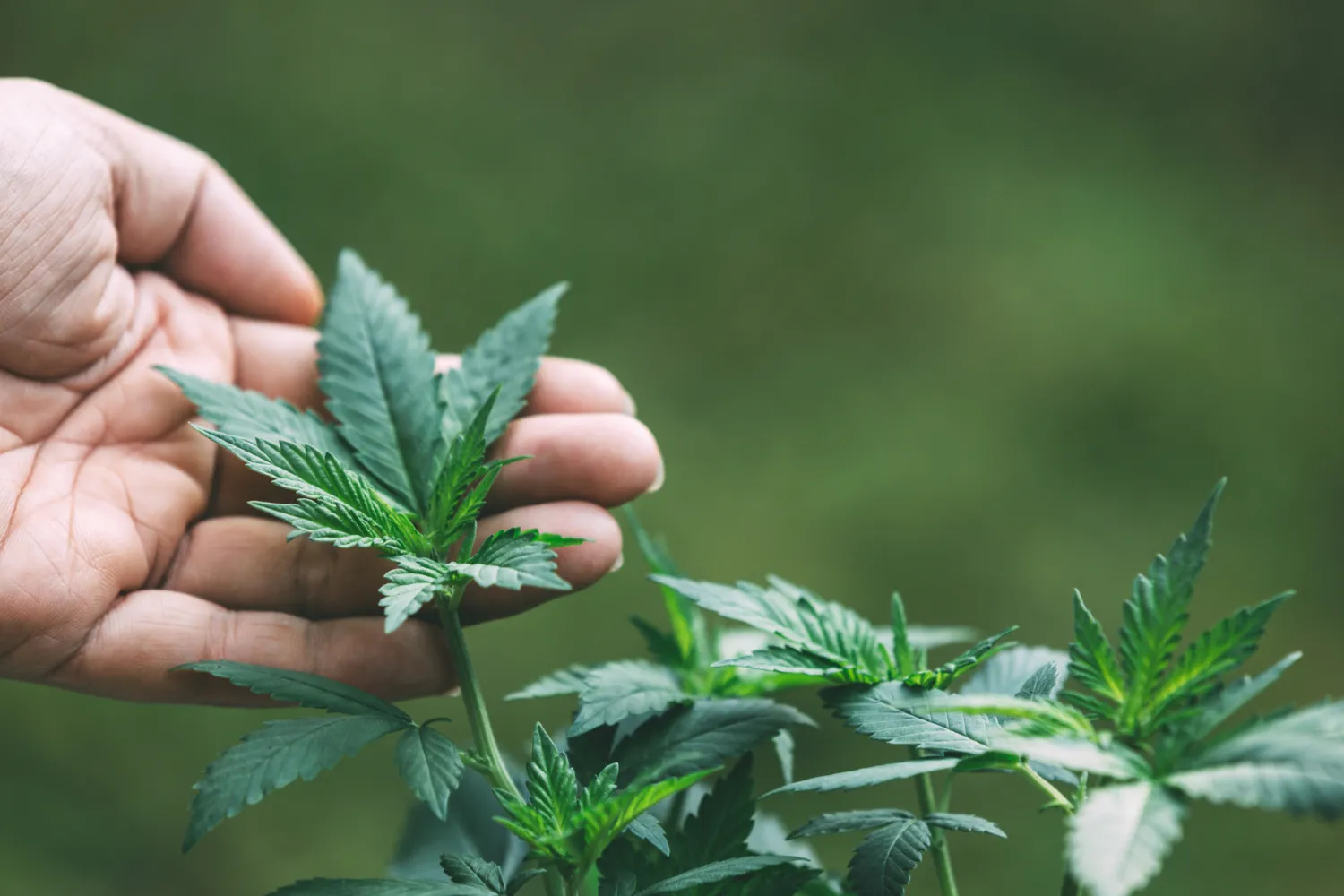 Academia medical cannabis glossary